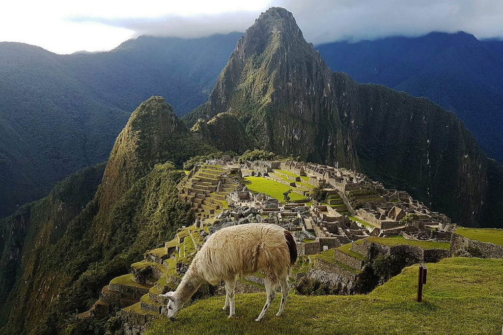 machu picchu, lama, peru-5332734.jpg