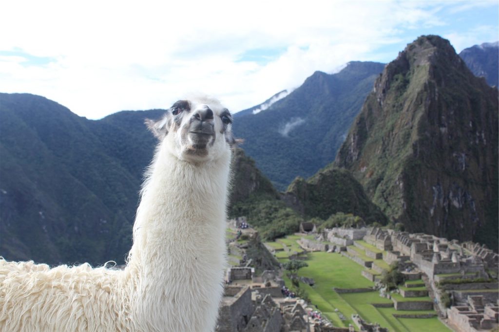 llama, machu picchu, peru-925094.jpg