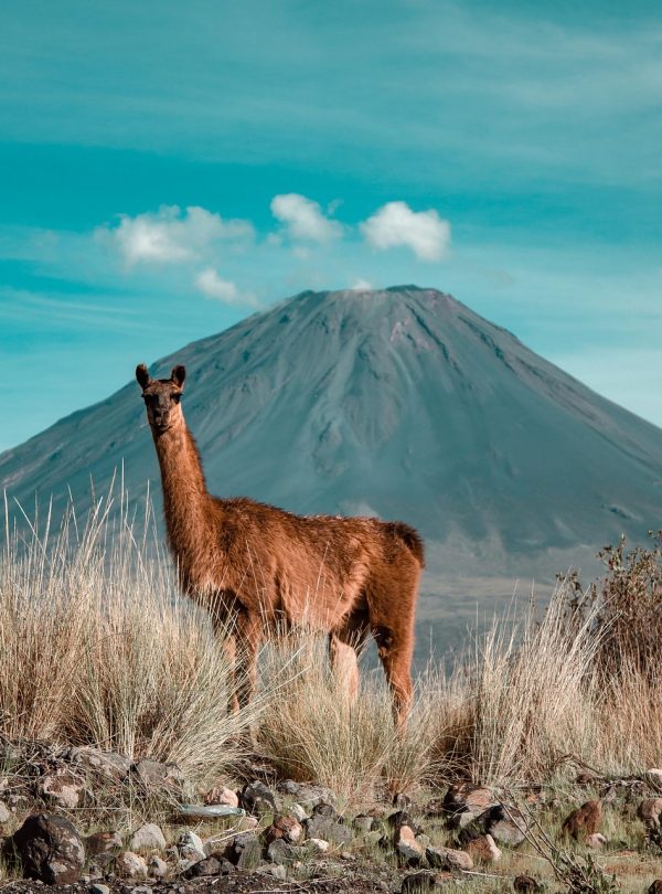 guanaco, animal, wildlife, mammal, desert, nature, andes, peru, guanaco, guanaco, guanaco, andes, peru, peru, peru, peru, peru