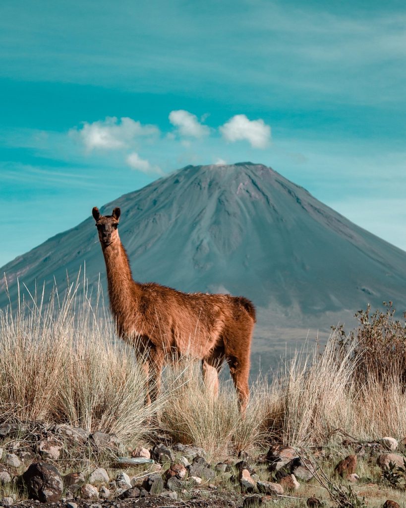 guanaco, animal, wildlife, mammal, desert, nature, andes, peru, guanaco, guanaco, guanaco, andes, peru, peru, peru, peru, peru